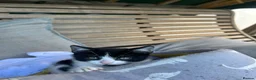 Mixed Breed cats for sale: Batman - Advert 5