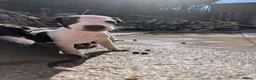 Whippet dogs for sale: KC REGISTERED WHIPPET PUPPIES – READY 31ST AUGUST - Advert 19