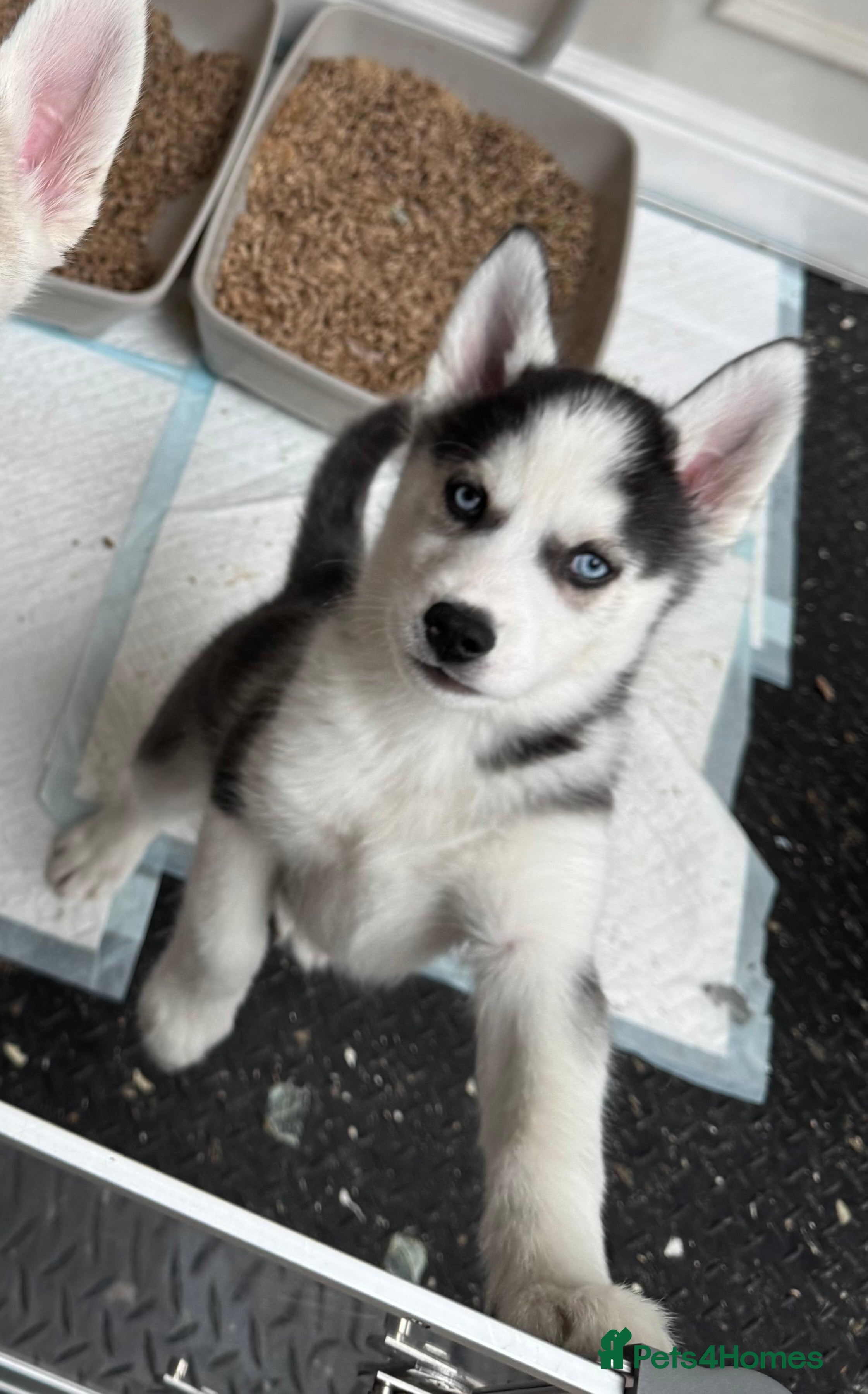 Siberian Husky dogs 1 KC REG SIBERIAN PUP LEFT (BOY)READY NOW - Advert 3