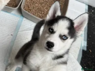 Siberian Husky dogs 1 KC REG SIBERIAN PUP LEFT (BOY)READY NOW - Advert 3