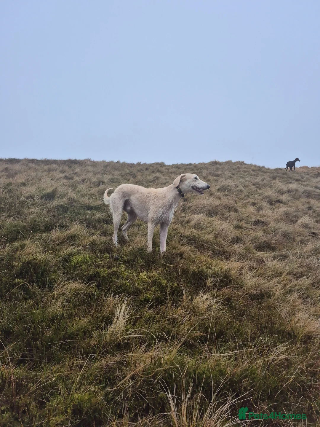 Mixed Breed dogs for sale: 2 yo Male Lurcher - Advert 3