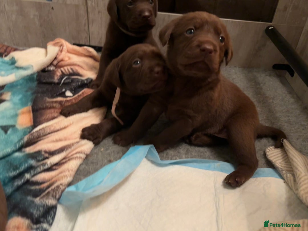 Labrador Retriever dogs for sale: Chocolate and Black Labrador Puppies - Advert 13