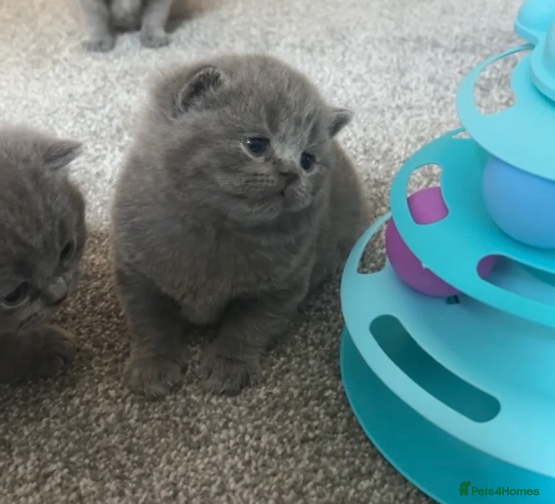 British Shorthair cats for sale: Beautiful British Shorthair Kittens  - Advert 4