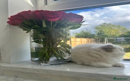 Ragdoll cats for sale: Chunky Kittens Available  - Image 13