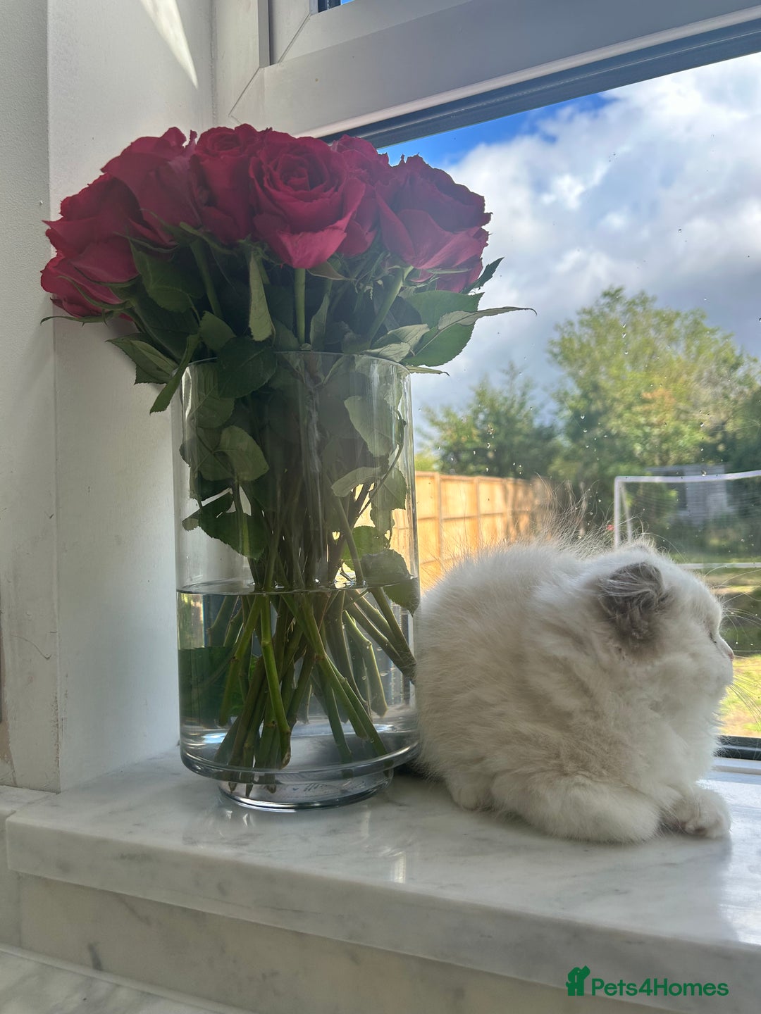 Ragdoll cats for sale: Chunky Kittens Available  - Image 13