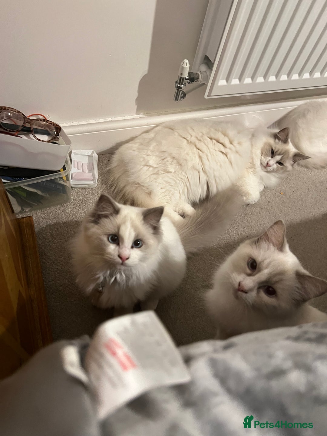 Ragdoll cats for sale: Rare blue+lilac bicolour + blue tortie kittens - Advert 16