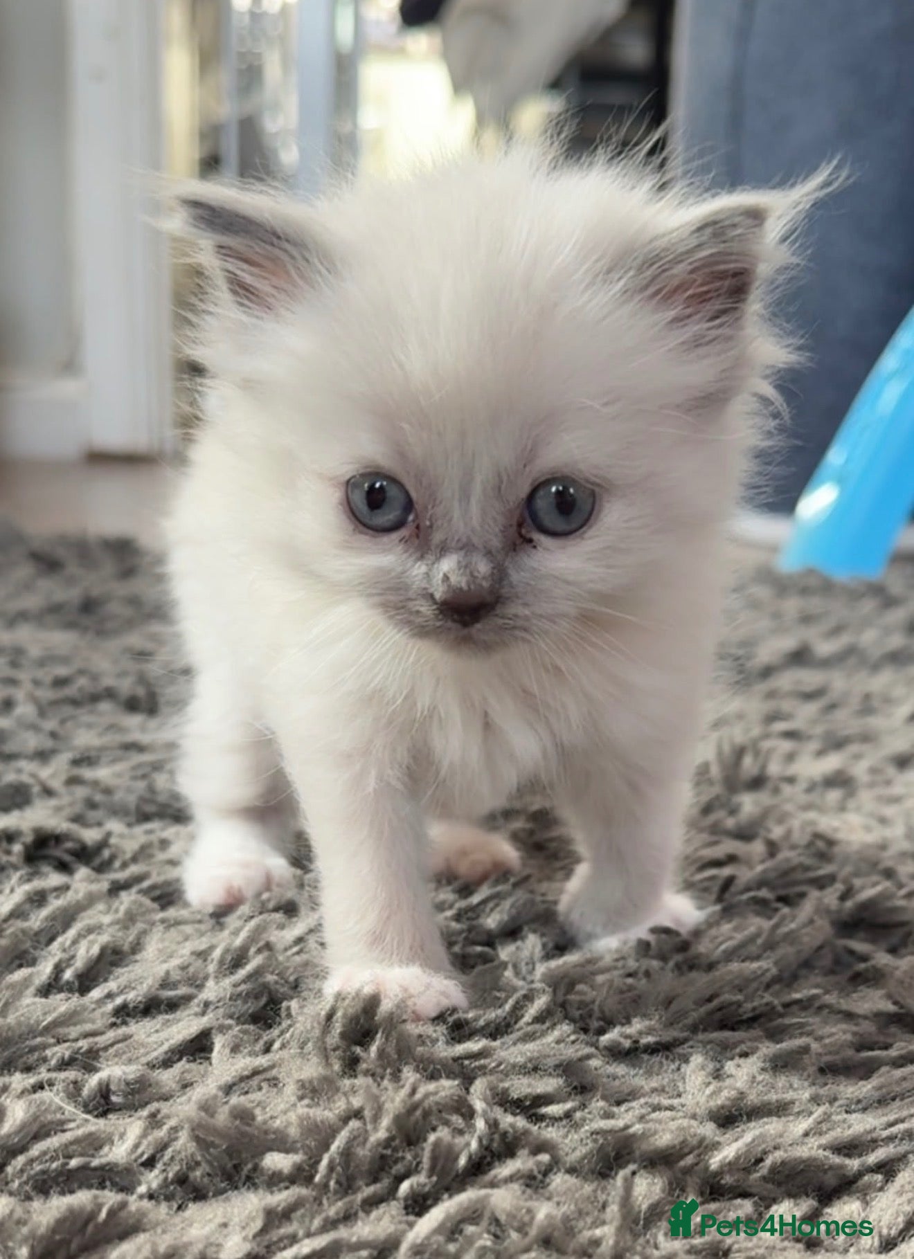 Ragdoll cats Gorgeous blue point ragdoll kitten - Advert 3