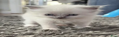 Ragdoll