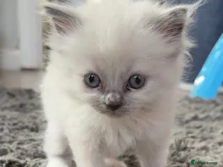 Ragdoll cats Gorgeous blue point ragdoll kitten - Advert 1