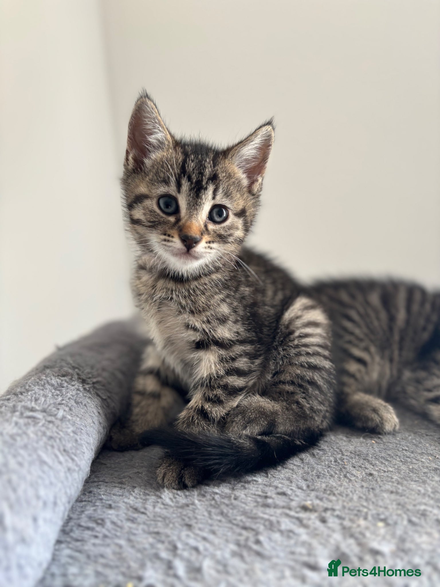 Maine Coon cats Adorable Mix Maine coon & American shorthair  - Advert 8