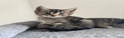 Maine Coon cats for sale: Adorable Mix Maine coon & American shorthair  - Advert 1