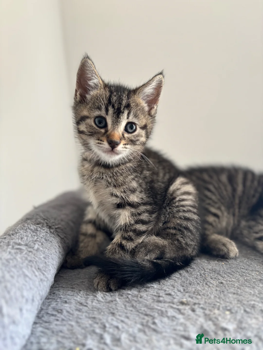 Maine Coon cats for sale: Adorable Mix Maine coon & American shorthair  - Advert 1