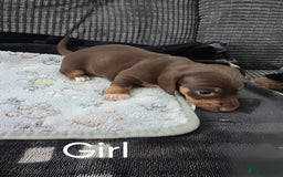 Miniature Dachshund dogs for sale: Beautiful Miniature Dachshunds for Sale - Image 6
