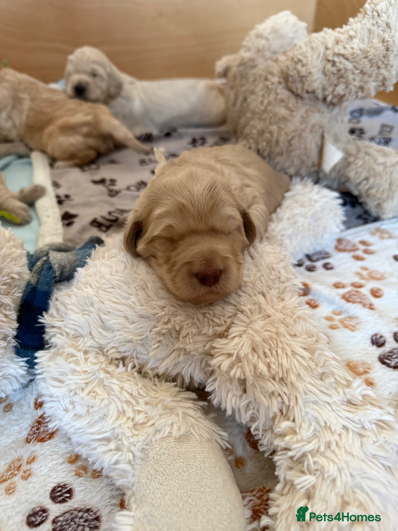 Mixed Breed dogs Multigeneration Cream/Apricot Double Doodles  - Advert 2