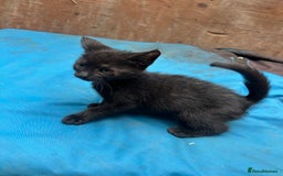Mixed Breed cats for sale: 7 kittens looking for new home - Image 14