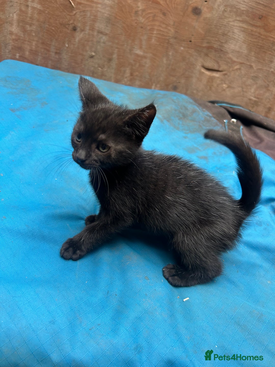 Mixed Breed cats for sale: 7 kittens looking for new home - Image 14