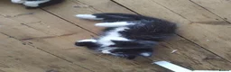 Mixed Breed cats for sale:  kittens 😸  - Advert 24