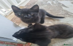 Domestic Shorthair cats for sale: Kittens for sale ready to leave £100 - Image 2