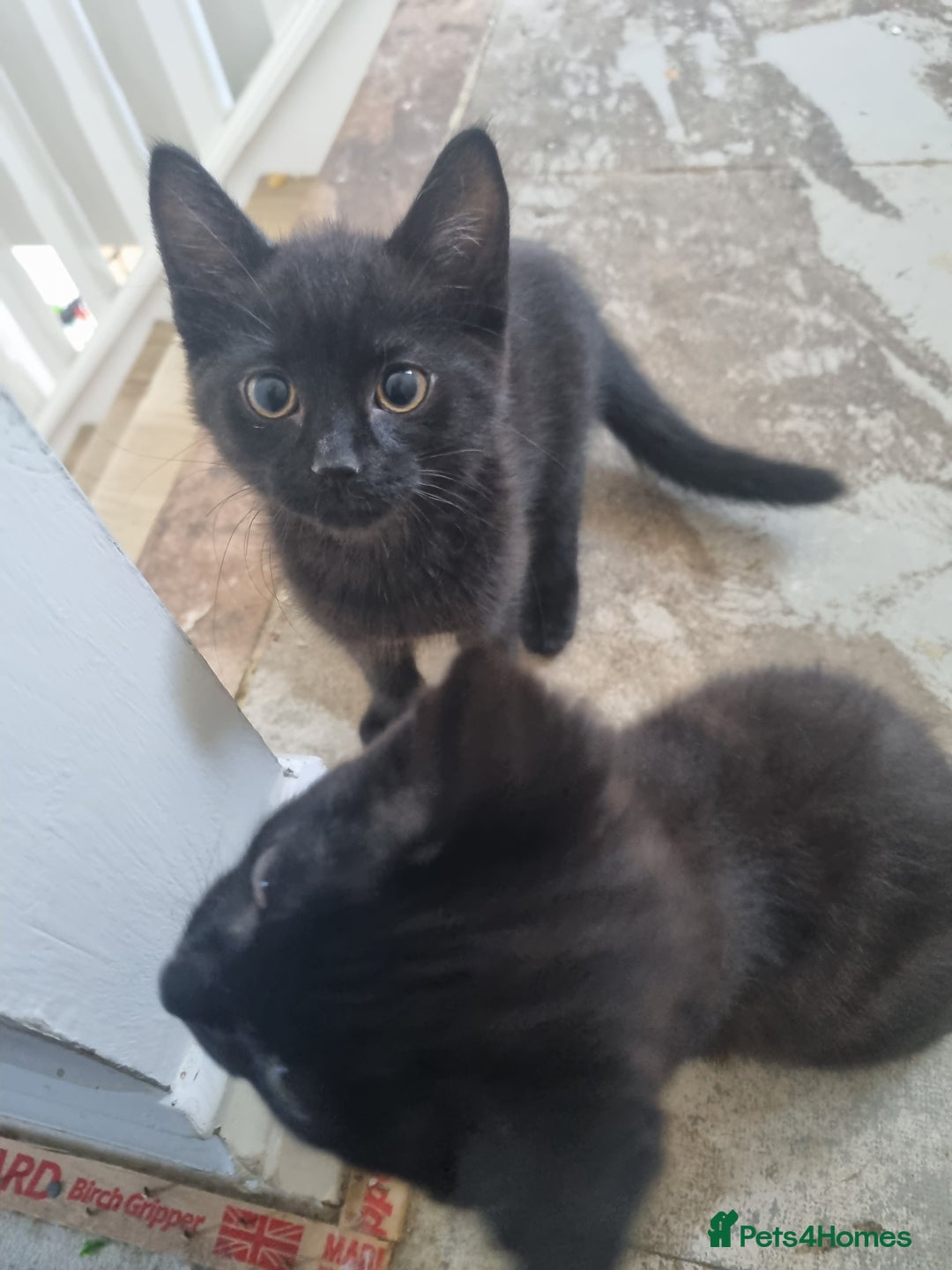 Domestic Shorthair cats for sale: Kittens for sale ready to leave £100 - Image 2