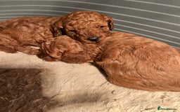 Cavapoo dogs for sale: Cavapoo puppies  - Image 8