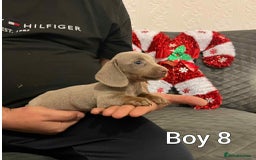 Miniature Dachshund dogs for sale: Miniature Dachshund  - Advert 3