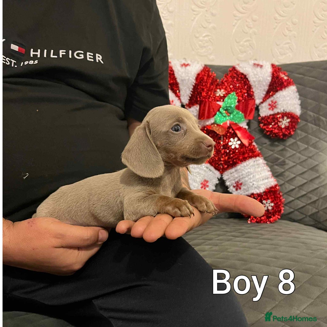 Miniature Dachshund dogs for sale: Miniature Dachshund  - Advert 3