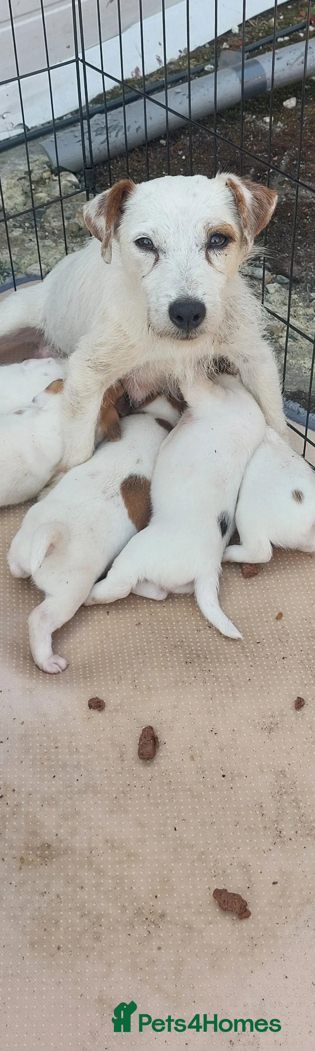 Jack Russell dogs for sale: Beautiful Jack russell puppies in Maidstone - Advert 1