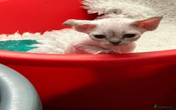 Devon Rex cats for sale: GCCF Devon Rex kittens - Image 6