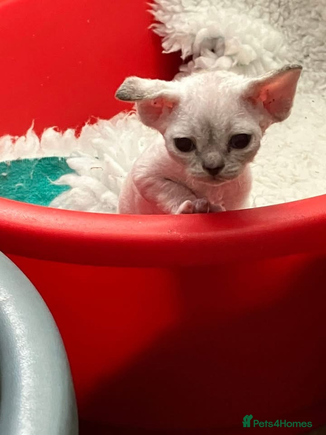 Devon Rex cats for sale: GCCF Devon Rex kittens - Image 6