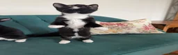 Domestic Shorthair cats for sale: Beautiful Kittens Ready for Their Forever Homes! - Advert 16
