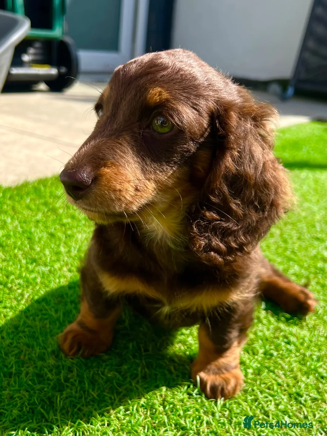 Miniature Dachshund dogs for sale: Sunny fluffy miniature dachshund - Advert 9