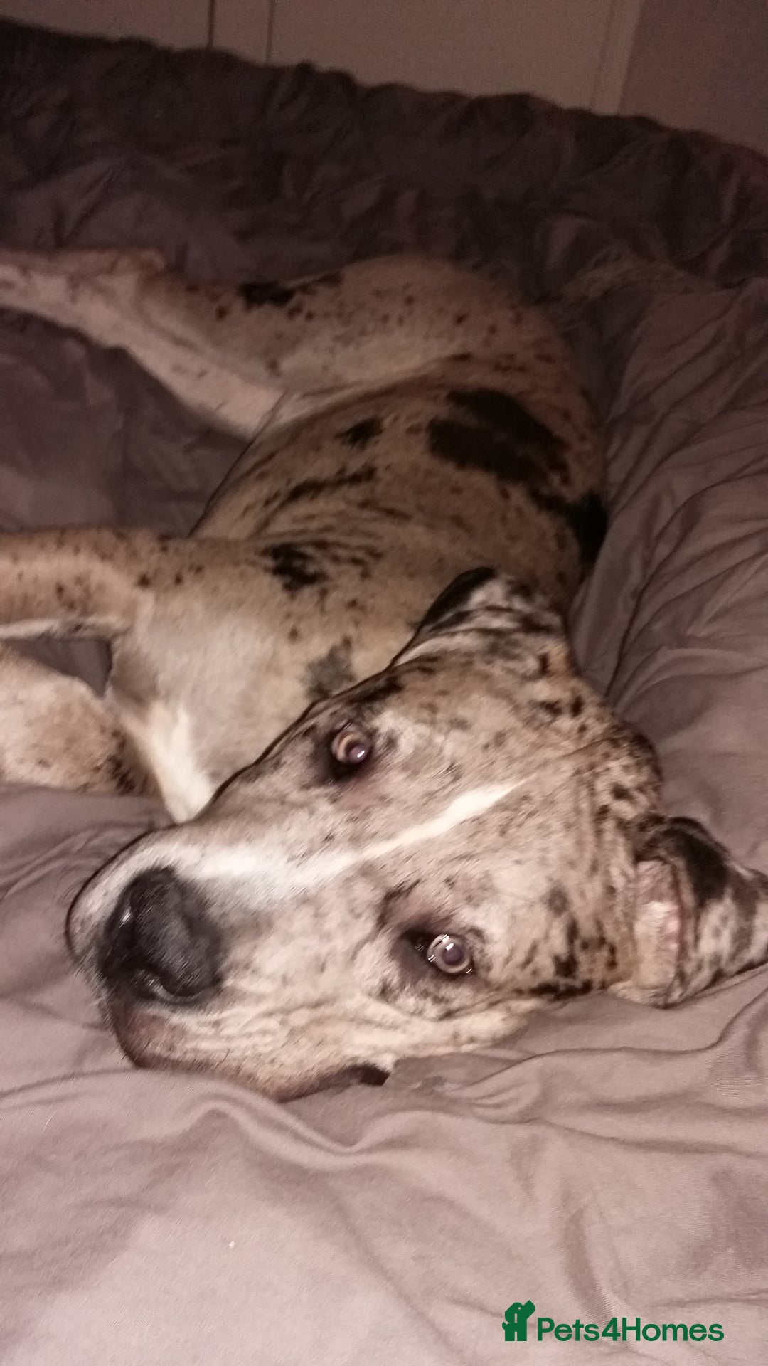 Mixed Breed dogs for sale: 14 month merle mastiff  - Advert 21