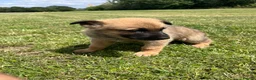 Mixed Breed dogs for sale: Malinios x DDR German Shepard puppies  - Advert 5