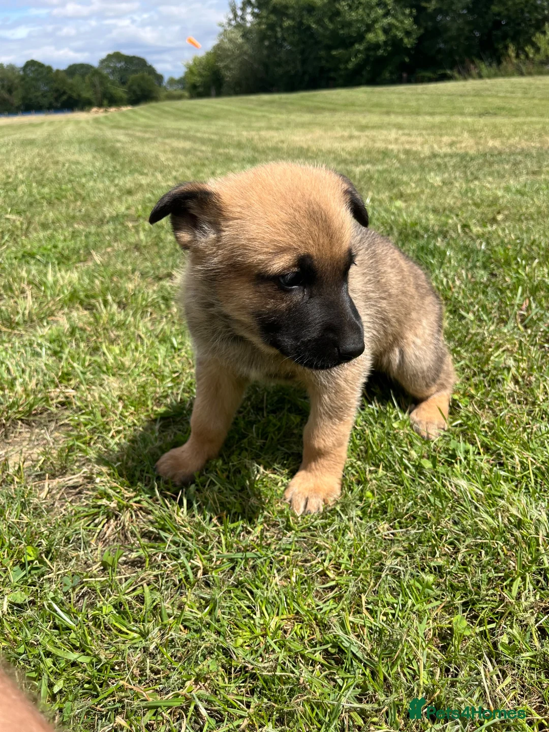 Mixed Breed dogs for sale: Malinios x DDR German Shepard puppies  - Advert 2