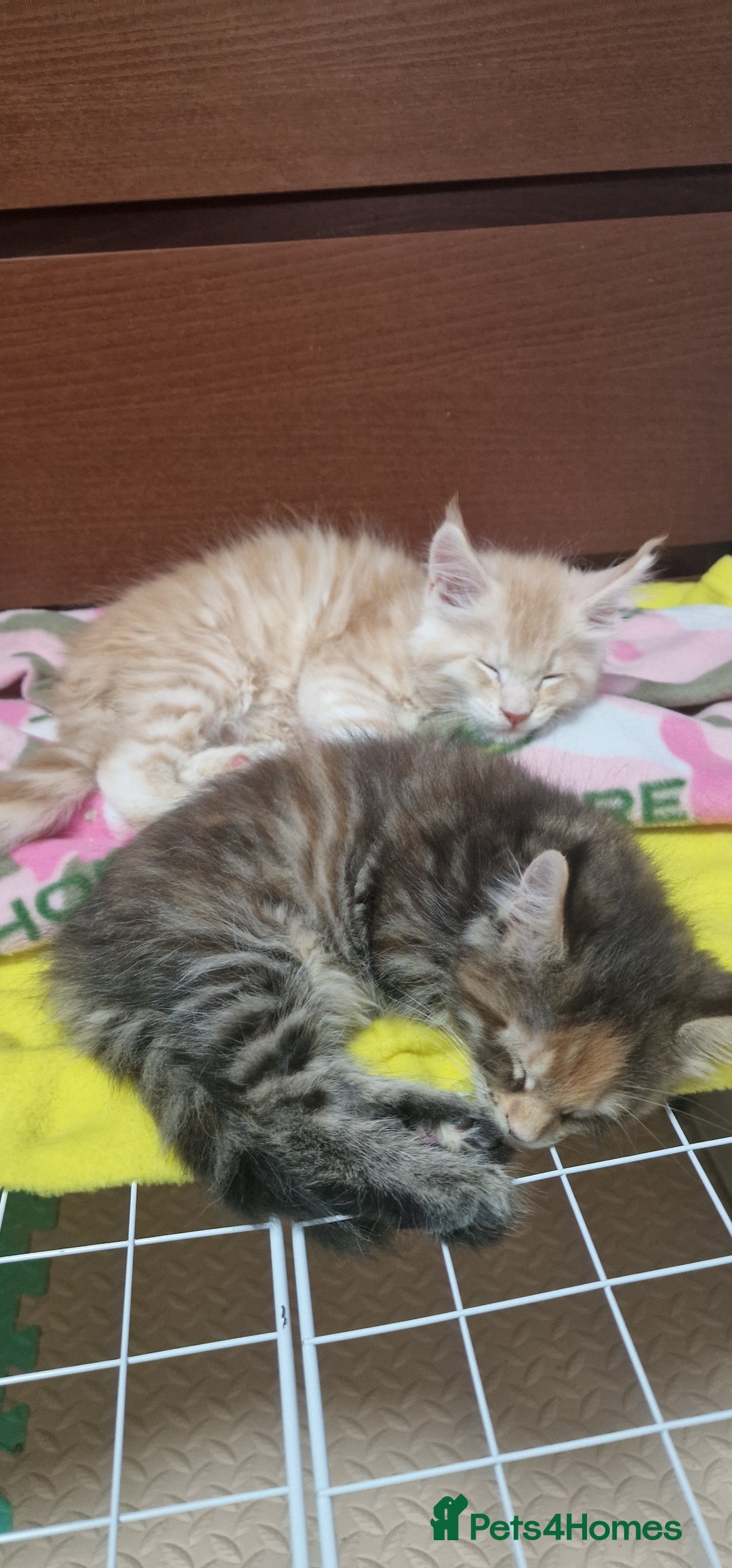 Maine Coon cats for sale: Maine Coon Kittens Looking for Loving Homes - Advert 2