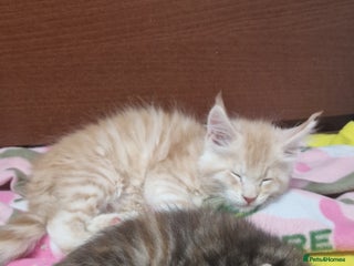 Maine Coon cats Maine Coon Kittens Looking for Loving Homes - Advert 5