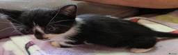 Mixed Breed cats for sale: Four adorable kittens - Advert 7