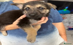 German Shepherd dogs for sale: German shepherd puppies  - Image 34