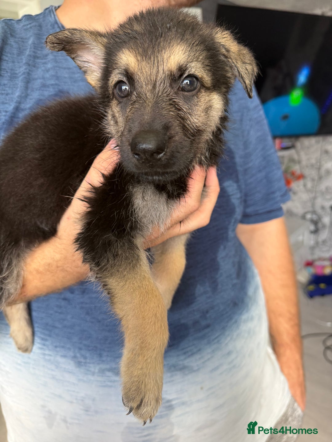 German Shepherd dogs for sale: German shepherd puppies  - Image 34