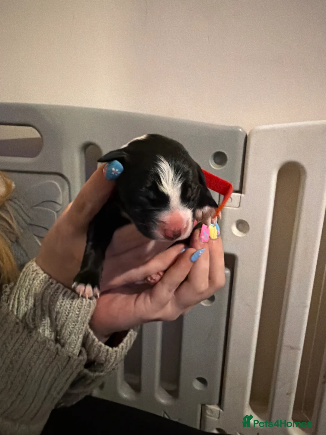 Border Collie dogs for sale: Beautiful border collie pups  - Advert 2