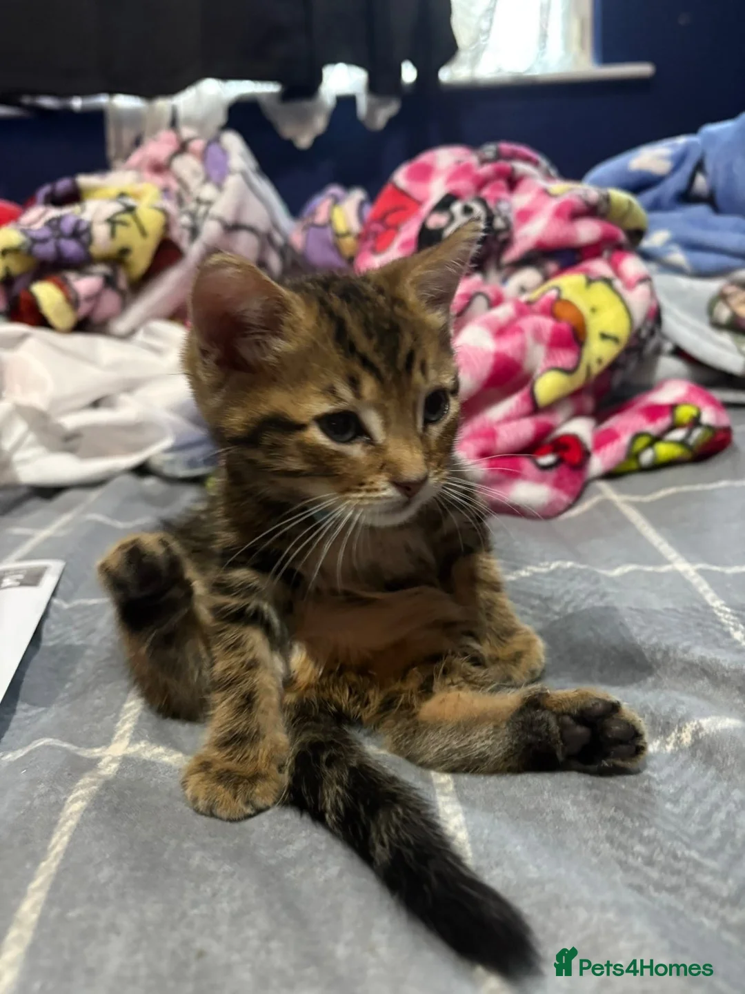 British Shorthair cats for sale: Male mixed breed kitten - Advert 2
