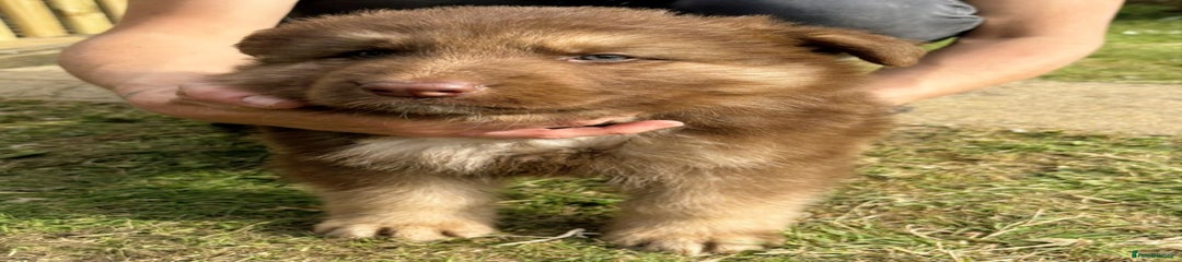 German Shepherd Puppy 1