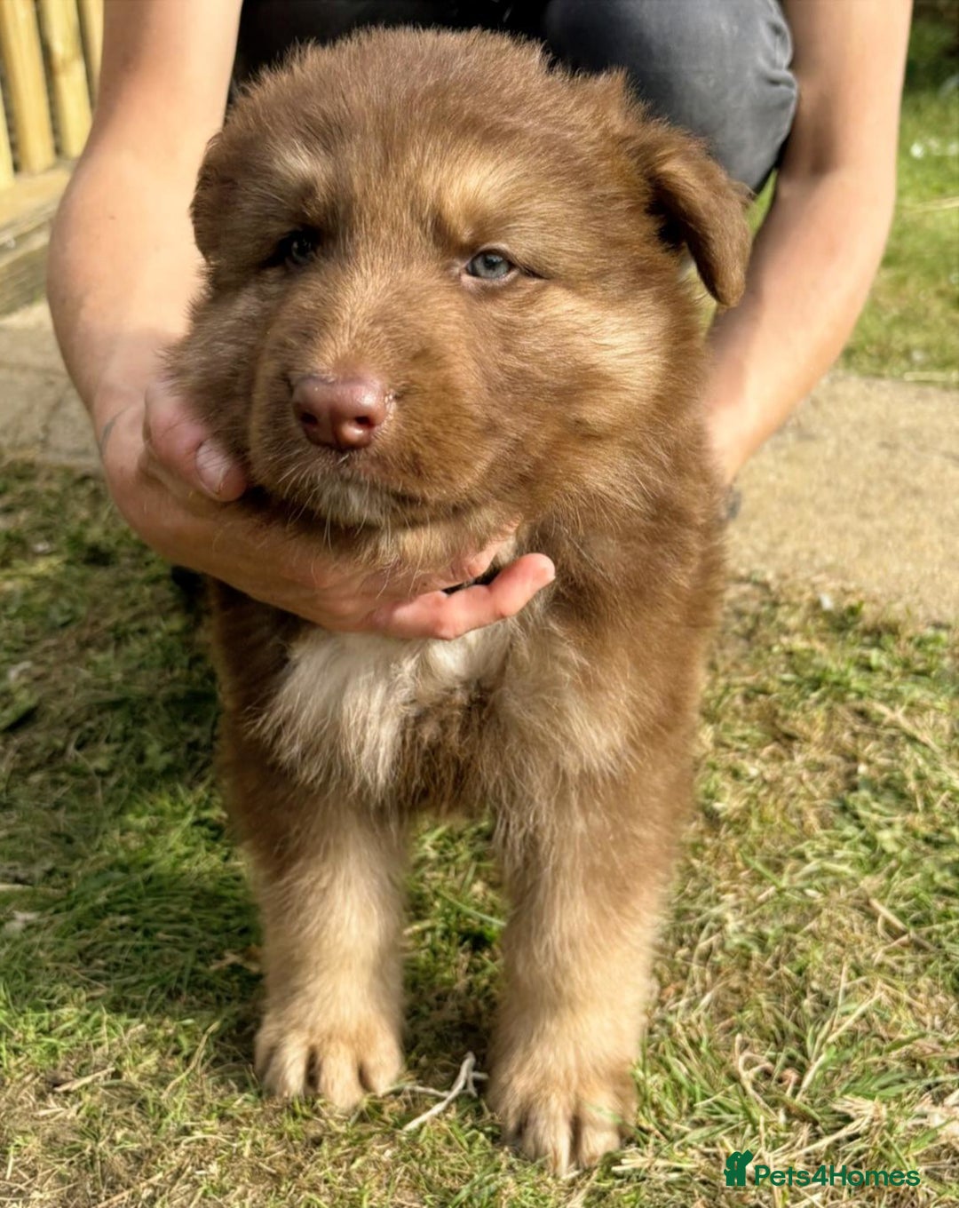 German Shepherd dogs for sale: German Shepherd Puppies – Ready Soon! 🐾 - Image 5