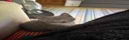 Mixed Breed cats for sale: BEAUTIFUL GREY KITTEN - Advert 7
