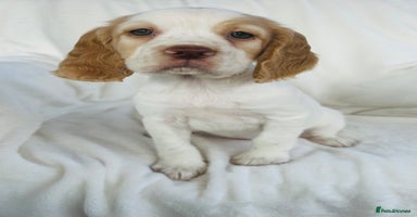 Cocker Spaniel dogs - Advert 3