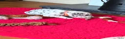 Dalmatian dogs for sale: 6 Dalmatian Puppies for Sale  in Heathfield - Advert 32