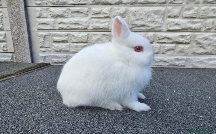 Netherland Dwarf rabbits - Advert 6