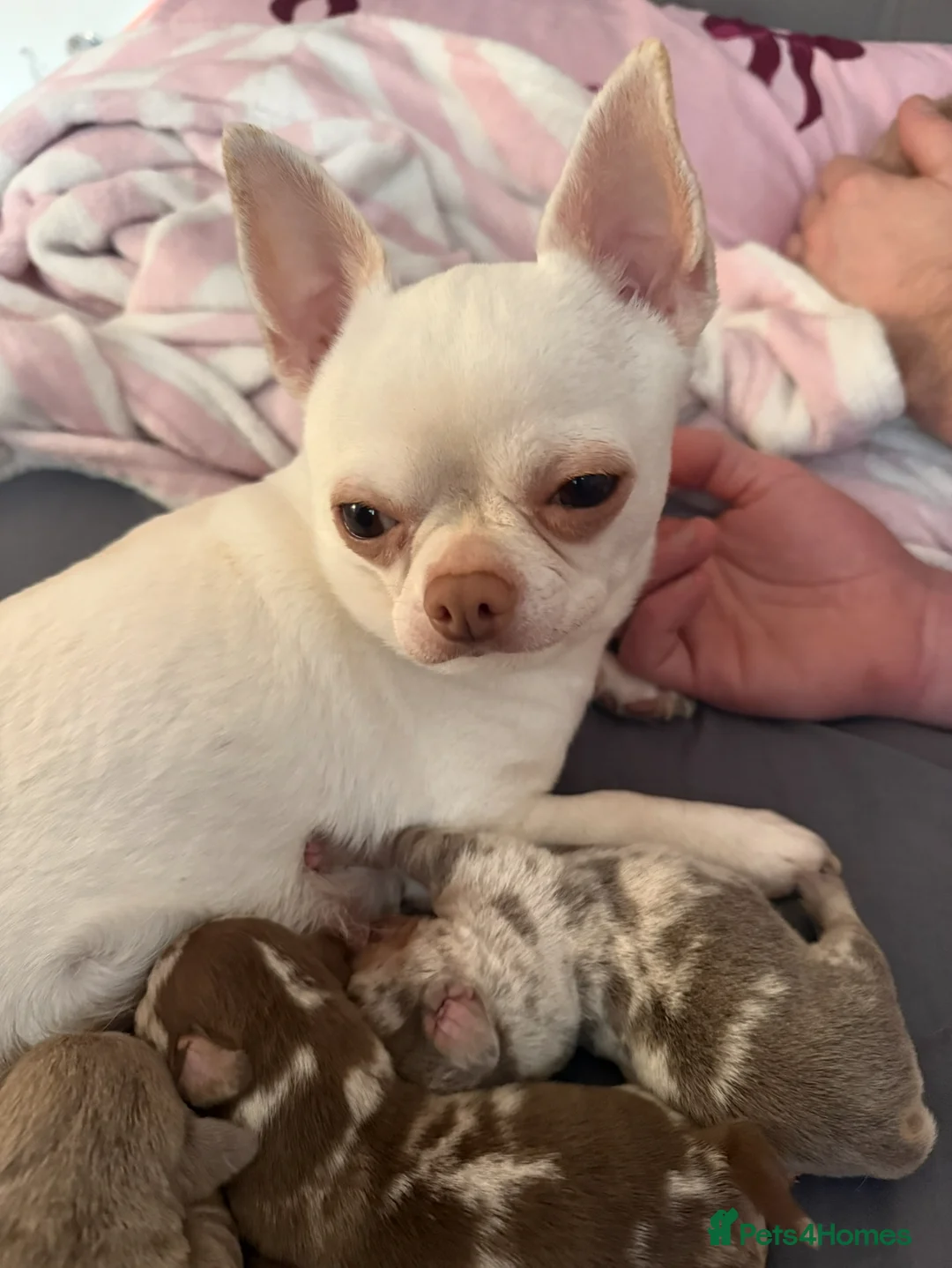 Chiweenie dogs for sale: Beautiful Dapple and lilac mixed Chweenie pups  - Advert 10