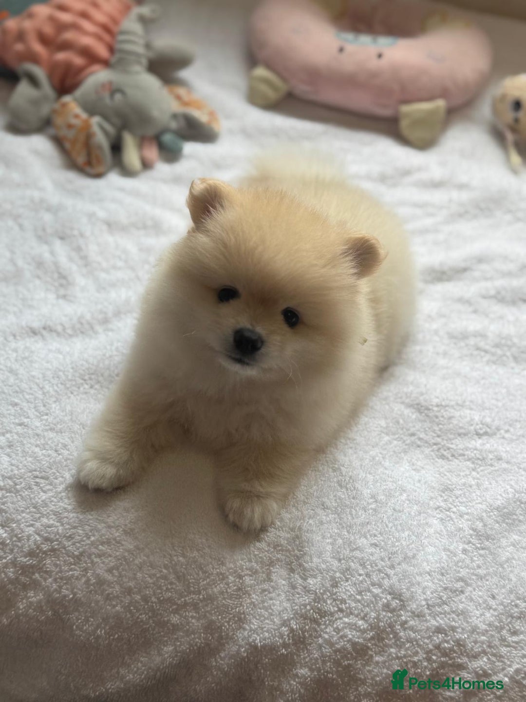 Pomeranian dogs for sale: 🌸Mini White Pomeranian Puppies – Last Girls! 🌸 - Advert 18