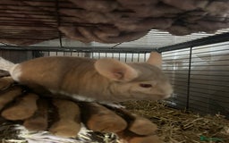 Chinchilla rodents for sale: Two female chinchillas and cage  - Image 3